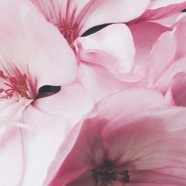 Kirschblüten